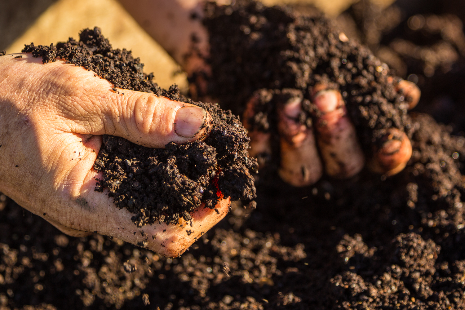 Hands holding soil