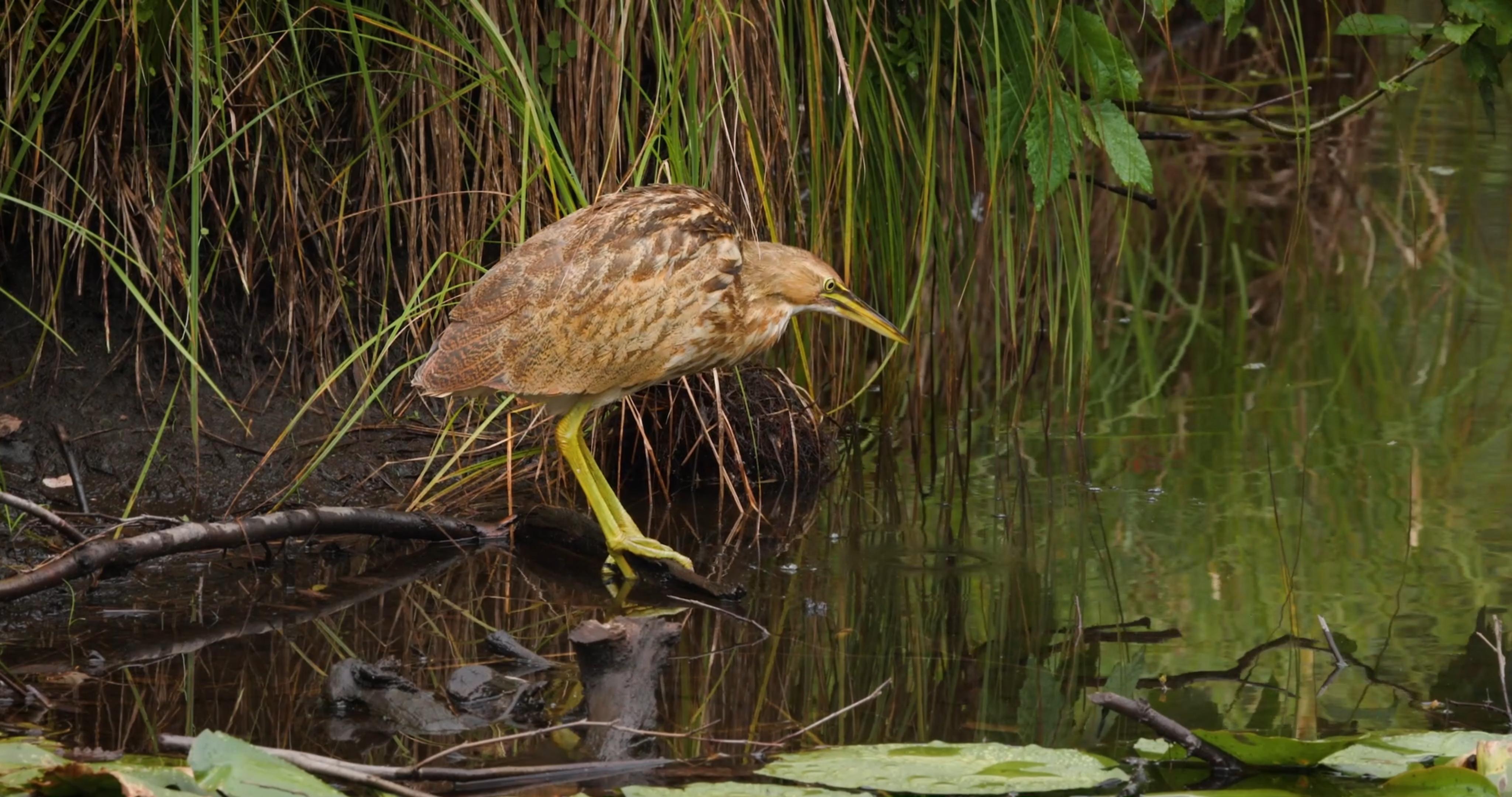 Bittern Bird