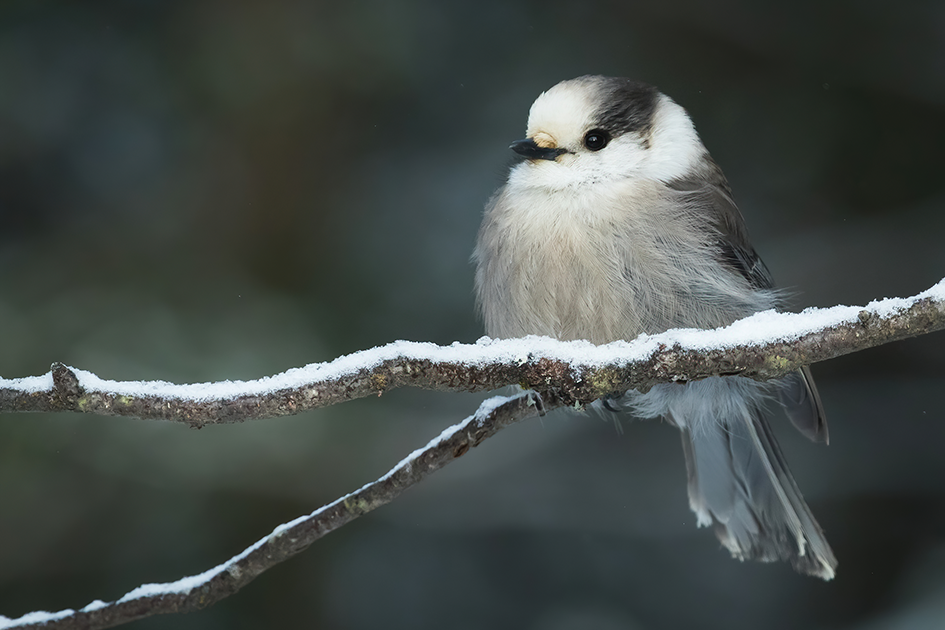 Canada Jay Bird