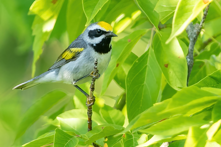 Golden-Winged Warbler Bird