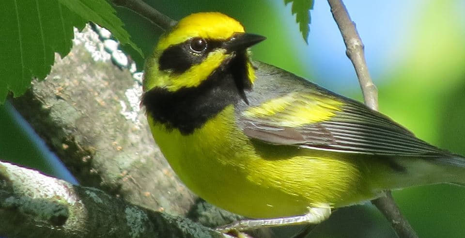 Lawrence's Warbler Bird - Tom Wheatley