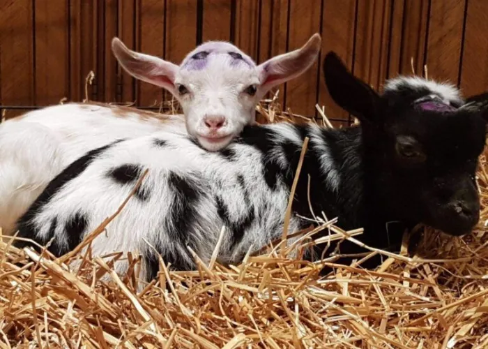 Two goats in a barn