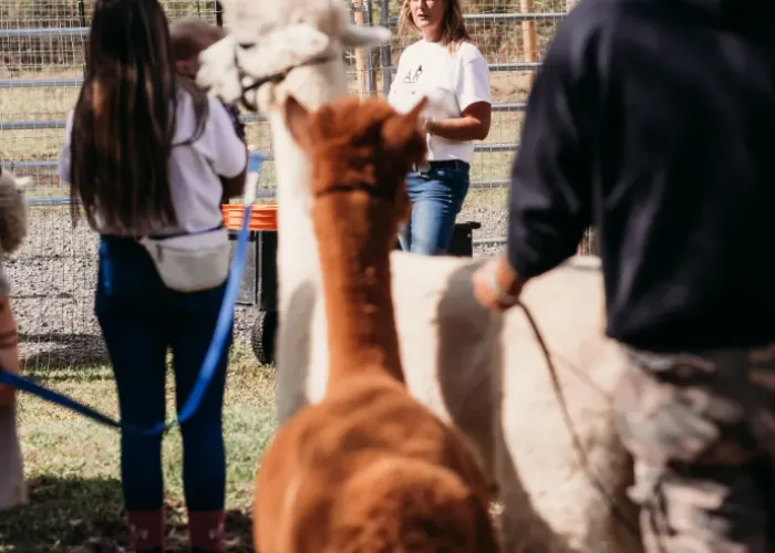 Alpaca Ridge Farm's Barn Tour in Stirling, Ontario 