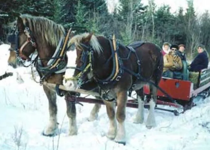 Horse Drawn Sleigh Ride at Rockfield Farm in Boutler, Ontario