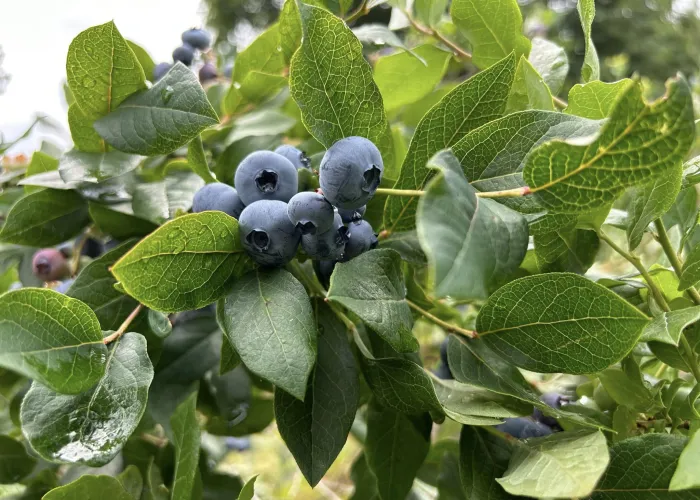 Ripe Blueberries on the bush ready to pick at Wilson's Organic Blueberries in Tweed, Ontario